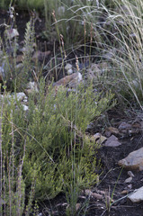 Rhodocoma fruticosa