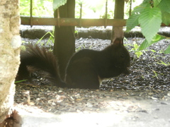 Sciurus vulgaris