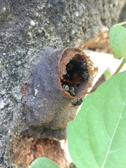 Nannotrigona testaceicornis