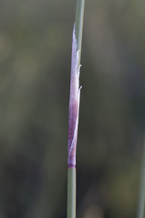 Rhodocoma fruticosa