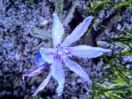 Image of Babiana villosula by no rights reserved