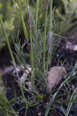 Rhodocoma fruticosa
