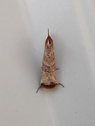 Contracted Datana Moth photo 4