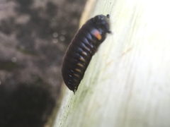 Arthrosphaera
