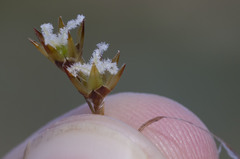 Rhodocoma fruticosa