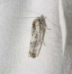 Antaeotricha