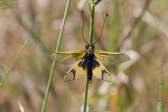 Libelloides longicornis