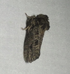 Acrolophus arcanella