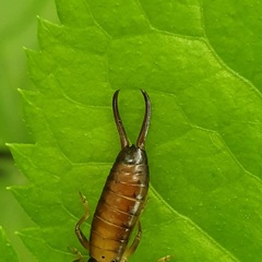 Forficula smyrnensis