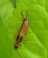 Forficula smyrnensis