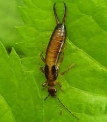 Forficula smyrnensis