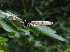 Hestina assimilis assimilis