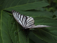 Hestina assimilis assimilis