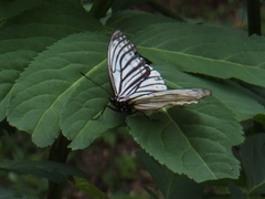 Hestina assimilis assimilis