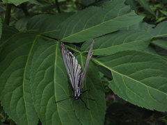 Hestina assimilis assimilis