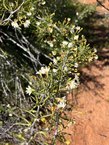 Image of Scaevola spinescens by (c) c_knut_lord, some rights reserved (CC BY)