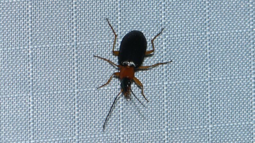 Agonum decorum photo 5