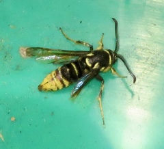 Paranthrene simulans