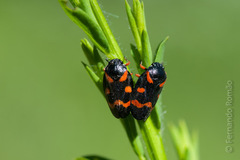 Cercopis intermedia