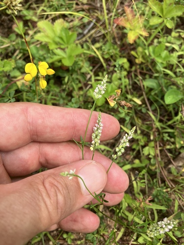 Image of Senega verticillata by (c) Bryan Connolly, some rights reserved (CC BY)