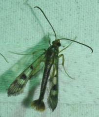 Synanthedon acerni