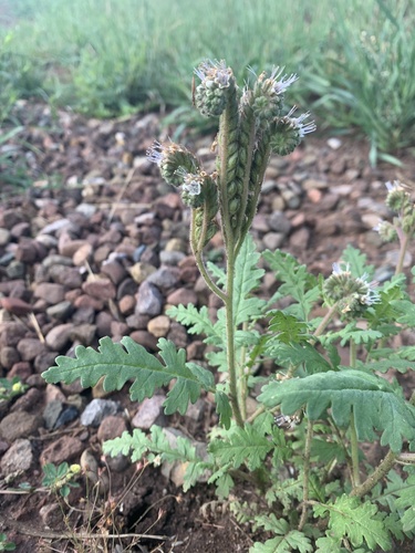 Image of Phacelia alba by (c) Northcut, some rights reserved (CC BY)