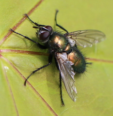 Gymnocheta viridis