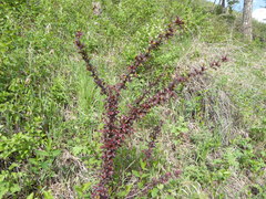 Berberis vulgaris