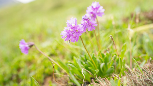 Primula glutinosa Wulfen
