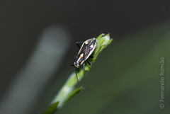 Capsodes sulcatus