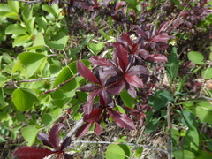 Berberis vulgaris