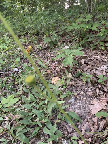 Image of Helianthus occidentalis by no rights reserved