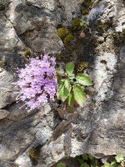 Trachelium caeruleum