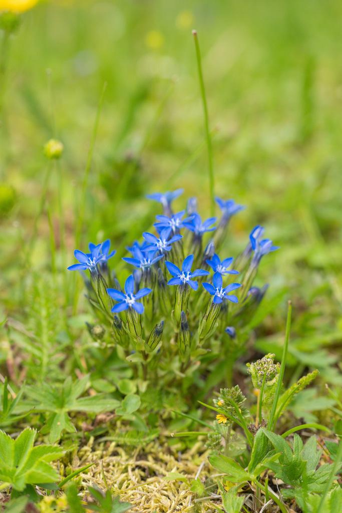 Alpine gentian