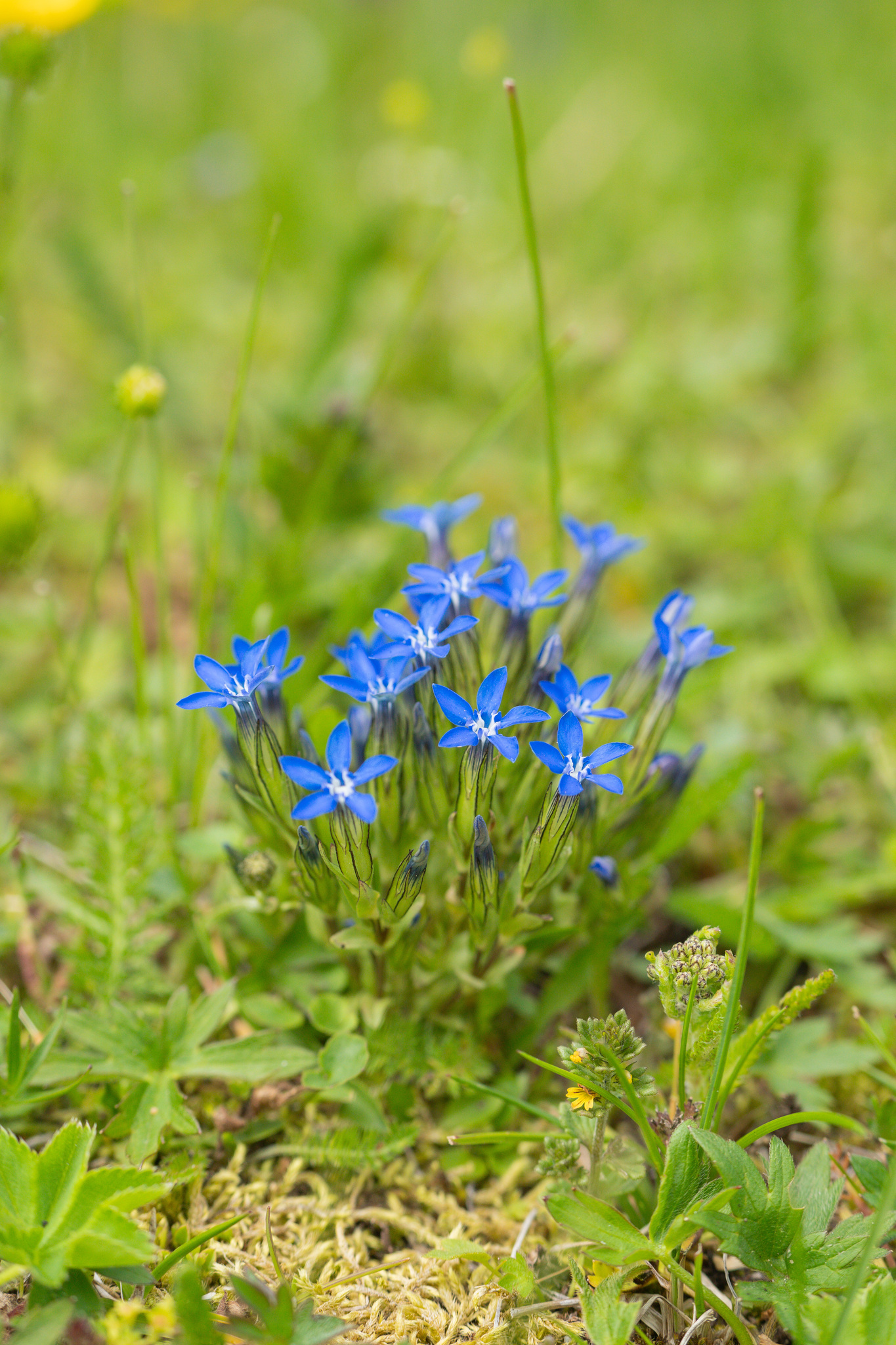 Alpine gentian (Gentiana nivalis) · iNaturalist
