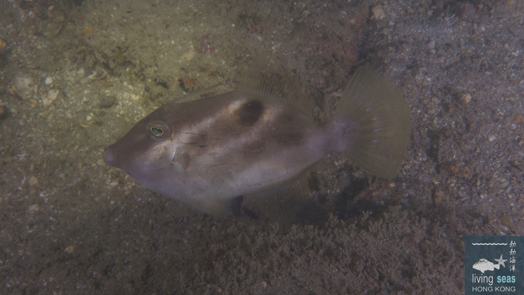 Grooved filefish (Paramonacanthus sulcatus) — Monacanthidae
