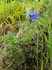 Glandora prostrata