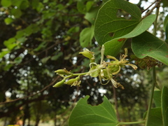Bauhinia racemosa