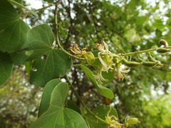 Bauhinia racemosa