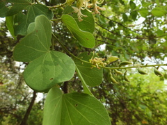 Bauhinia racemosa