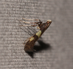 Caloptilia umbratella