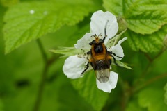 Volucella bombylans