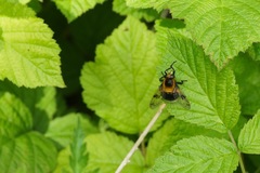 Volucella bombylans