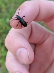 Oploptera simplicicolle