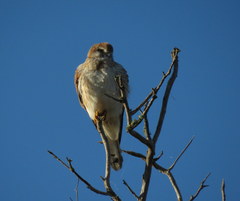 Falco cenchroides cenchroides