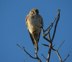 Falco cenchroides cenchroides