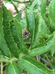 Anthophila fabriciana