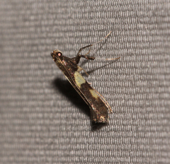 Caloptilia umbratella