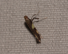 Caloptilia umbratella