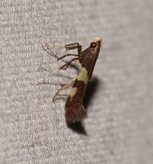 Caloptilia umbratella